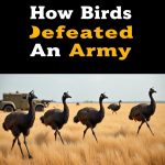 Emu War
